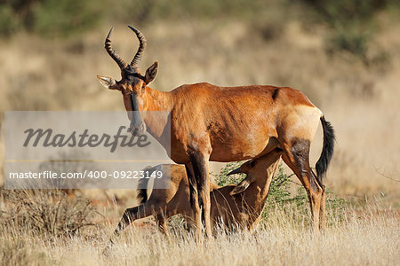 Red hartebeest antelope (Alcelaphus buselaphus) with suckling calf, South Africa