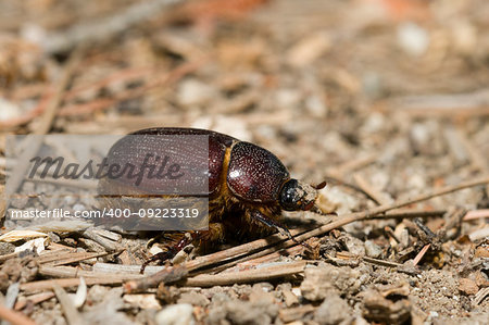 Geotrupidae, earth-boring dung beetle in Southern California