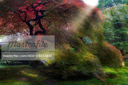 Morning sun ray beams on Old Japanese Maple trees in Japanese Garden in Fall Season