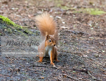 Red Squirrel on ground in woodland on Brownsea Island.