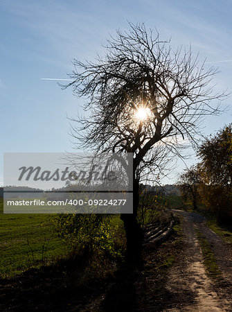 The landscape with a tree silhouette, a dirt road and field in late autumn.