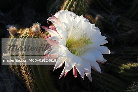 From cold, high-desert mountains in the north to subtropical desert lowlands in the south, Arizona presents a variety of discrete desert ecosystems, each providing habitat for numerous species of cacti. Cactus.