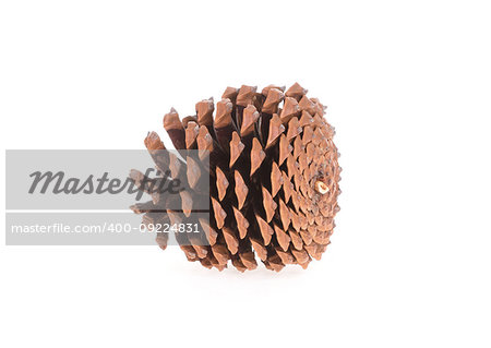 Single pine cone isolated on a white background