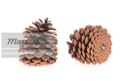 Two pine cones isolated on a white background