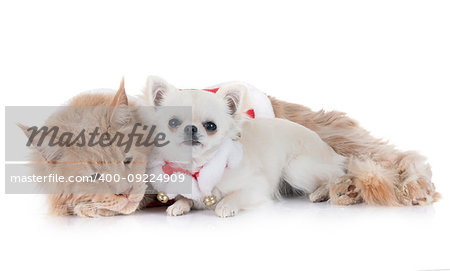 maine coon cat, chihuahua in front of white background
