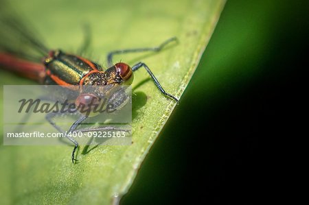 Red Damsel Fly on a leaf macro image from the front head in focus shallow depth of field