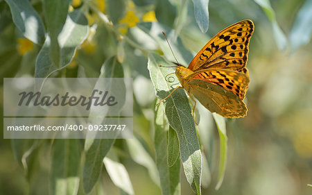 Monarch butterflies on willow leaves