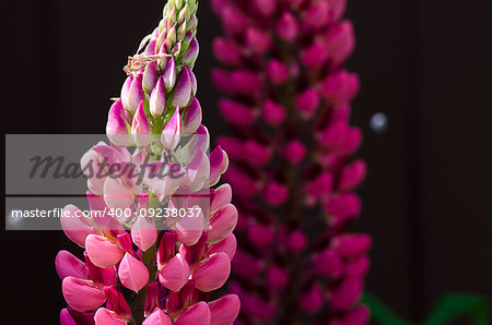 Fragrant flowers of lupine in the fresh air in the summer