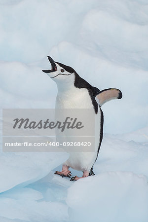 Chinstrap Penguins on the ice in Antarctica