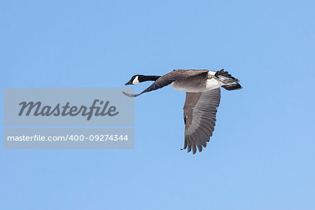 Flapping its wings, a canada goose flies across a baby blue sky.