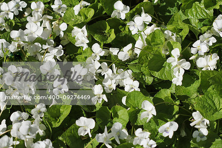 white viola odorata, top view