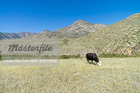 Black cow grazing in a mountain meadow. Altai Mountains, Russia. Sunny summer day.