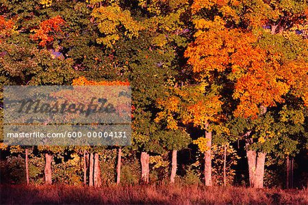 Trees in Autumn Near Kingston, New Brunswick Canada