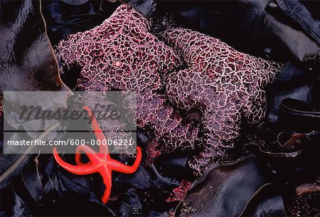 Starfish, Queen Charlotte Islands British Columbia, Canada