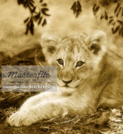 Portrait of Lion Cub Sabi Sands Game Reserve South Africa