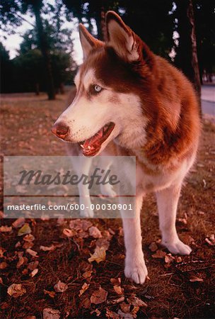 Husky Standing Outdoors