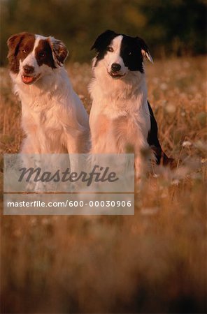 Portrait of Two Border Collies Sitting in Field