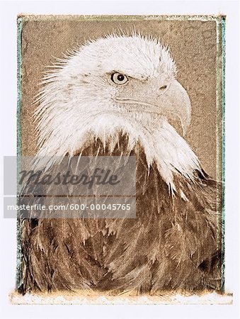 Portrait of Bald Eagle