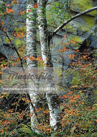 Aspen Trees and Moss Covered Rocks in Autumn, Cranbrook, British Columbia, Canada