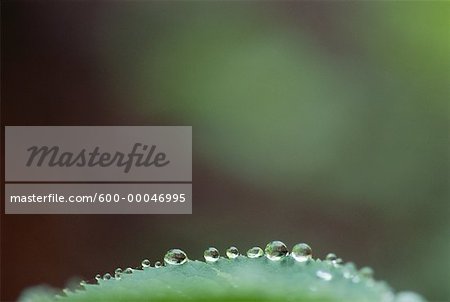 Close-Up of Dew Drops on Edge Of Leaf