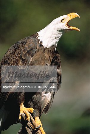 Bald Eagle Screeching Ontario, Canada