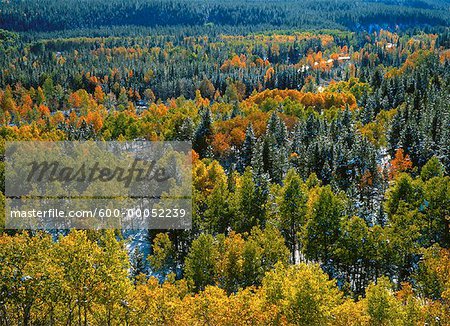 Poplar and Spruce Trees in Autumn Kananaskis Country Alberta, Canada
