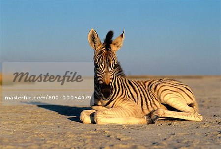 Portrait of Young Zebra Lying on Sand
