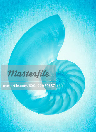 Nautilus Shell Nautilus Shell