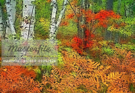 Forest with Autumn Colors, Near Herbert River, Nova Scotia Canada