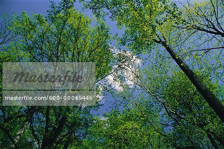 Looking Up at Trees and Sky, Great Smoky Mountains National Park, Tennessee, USA