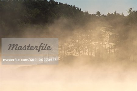 Trees and Fog, Haliburton, Ontario, Canada