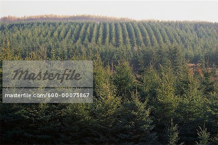 Overview of Spruce Reforestation Barrie, Ontario, Canada