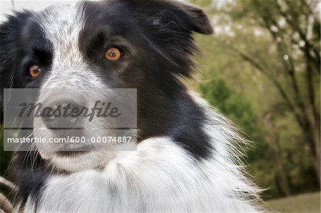 Portrait of Border Collie Outdoors