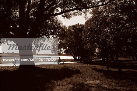 Trees and Benches near Boardwalk