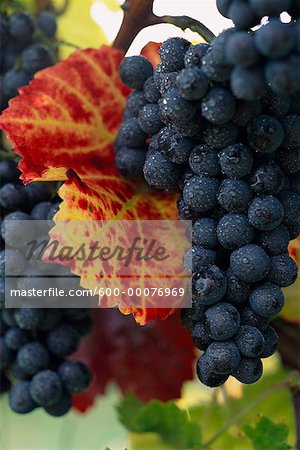 Close-Up of Grapes on Vine, Wachau, Austria
