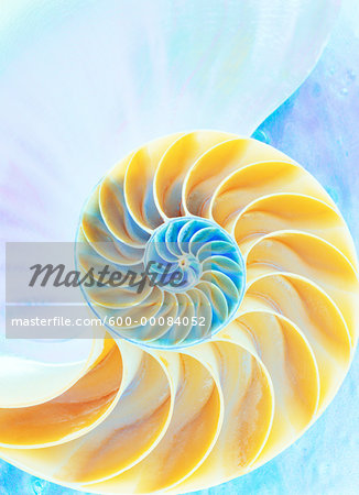 Close-Up of Nautilus Shell