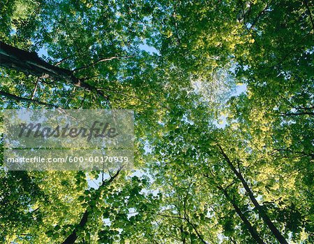 Trees, Halton Agreement Forest, Ontario, Canada