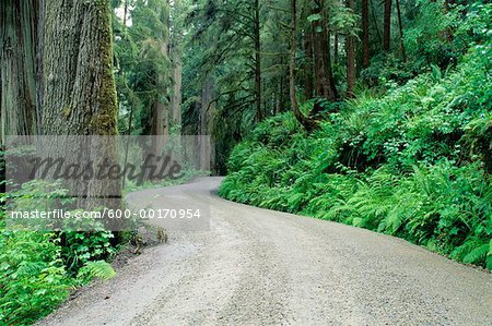 Redwood Forest, Jedidiah Smith State Park, California, USA