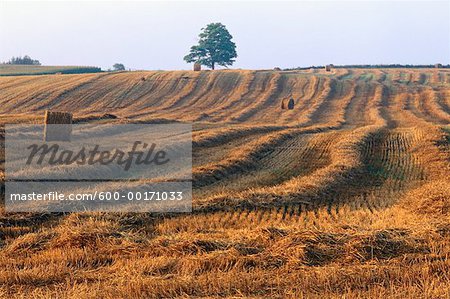 Tree in Hayfield, Aurora, Ontario, Canada