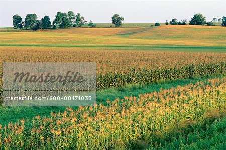 Cornfield, Richmond Hill, Ontario, Canada