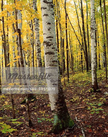 Birch Forest, Algonquin Provincial Park, Ontario, Canada