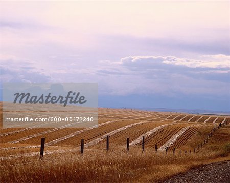 Wheat Field, Foothills of Waterton Lakes National Park, Alberta, Canada