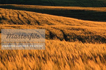 Barley Field at Sunset, Alberta, Canada