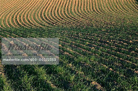 Furrowed Field, near Waterville, Washington, USA