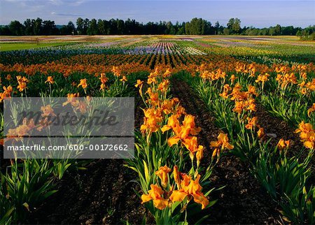 Iris Fields near Silverton, Oregon, USA