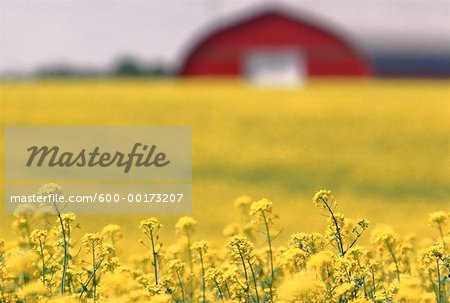 Canola Field, Alberta, Canada