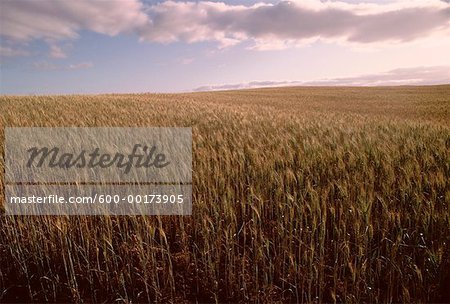 Grain Fields, South Africa