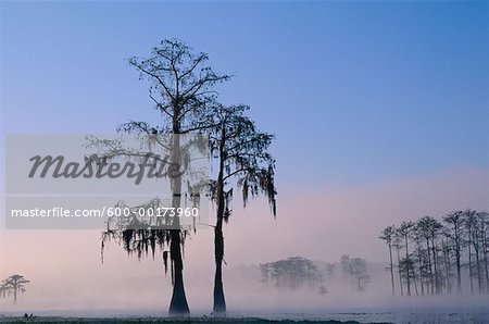 Cypress Trees, Lake Lafayette Tallahassee Florida, USA Cypress Trees, Lake Lafayette Tallahassee Florida, USA