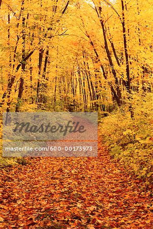 Leaves on Path, Muskoka, Ontario, Canada