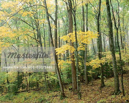 Trees in Great Smoky Mountains Nat. Park, Tennessee, USA